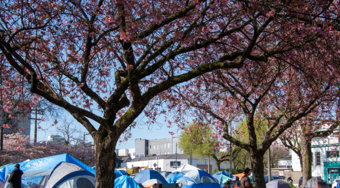 New bill to restrict homeless camping, updates to rural transportation and a push to limit the governor’s emergency powers Over a dozen blue tents in homeless camp on grassy field under row of pink-blossomed trees