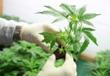 Georgia cannabis commission inches closer to issuing grow licenses Gloved hands holding small marujuana seedling with more marijuana plants in background