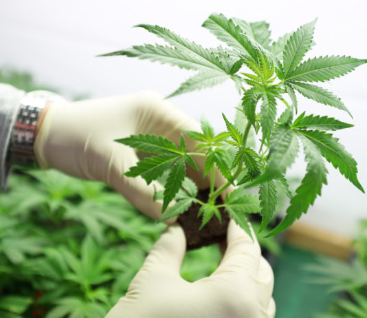 Georgia cannabis commission inches closer to issuing grow licenses Gloved hands holding small marujuana seedling with more marijuana plants in background