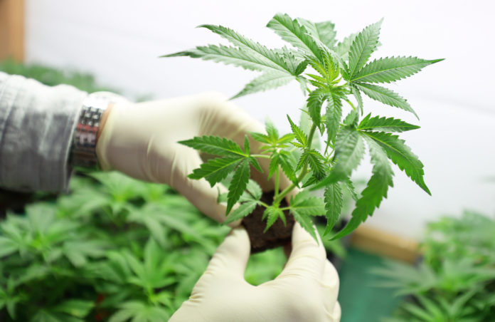 Gloved hands holding small marujuana seedling with more marijuana plants in background