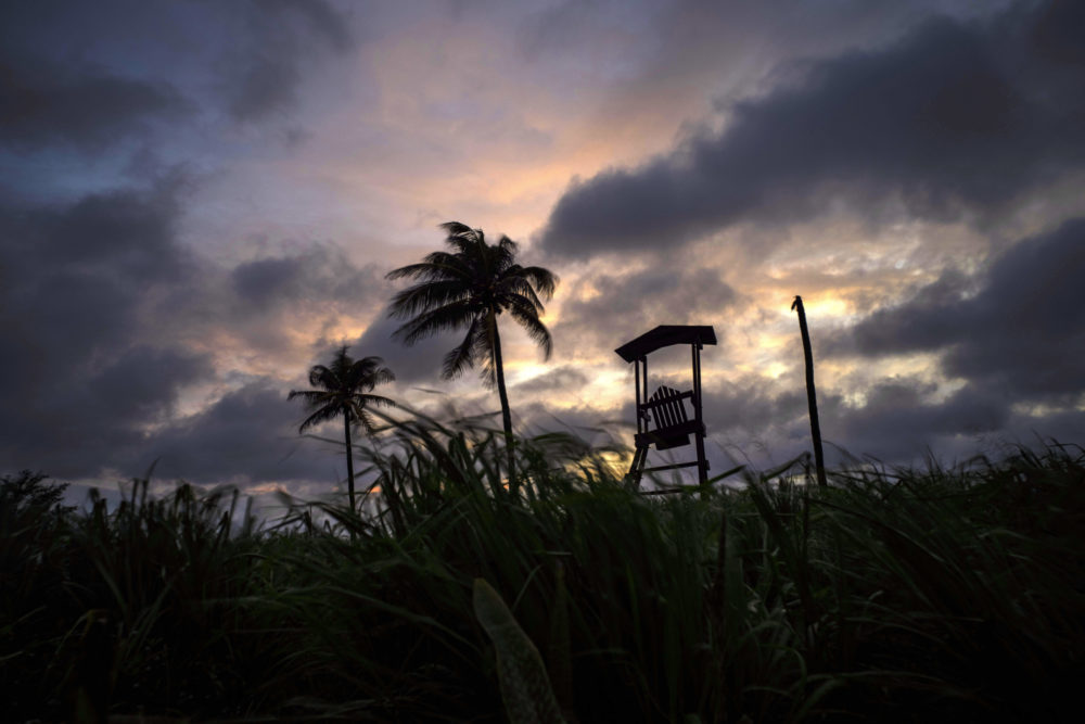 Hurricane Elsa: Palm Trees on a dusk dark beach after hurricane Elsa