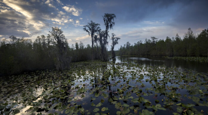 Agency ruling delivers big setback to Okefenokee mining plan Georgia, Okefenokee swamp: Lily pads covering wet lands with cloud reflections on water and blue sky
