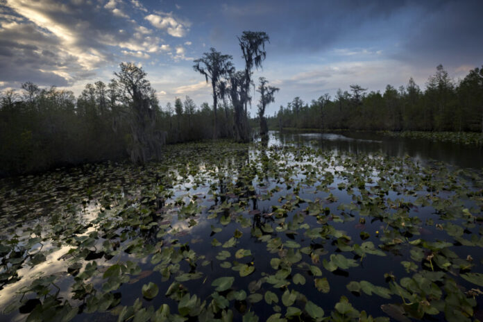 Georgia, Okefenokee swamp: Lily pads covering wet lands with cloud reflections on water and blue sky
