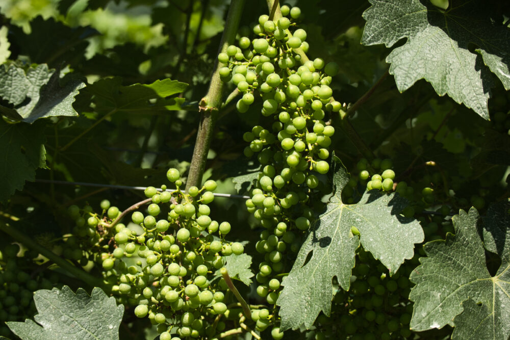 Close up shot of young green grapes growing on a vine surrounded by leaves