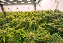 New ‘fix’ to Georgia’s medical cannabis program clears legislative committee A bed of green marijuanna plants grouped together in a white warehouse