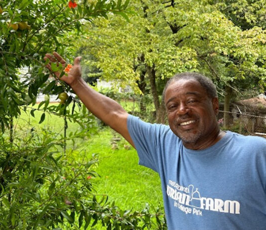 Urban gardens and farms alleviate food insecurity in Atlanta NEWS_10_10_2023_ManShowingPomegranateTree