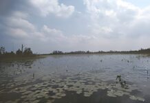 Okefenokee Swamp Park launching historic preservation project OKEFENOKEE Swamp: Marshy swamp on a sunny day with a blue sky and clouds