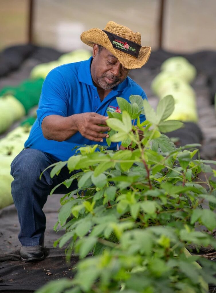 A Black man with a wide-brimmed hat and a bright blue polo crouches in the dirt and tends to plants in his garden.