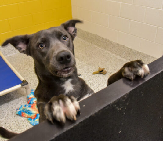 New Fulton County animal shelter faces unprecedented overcrowding A gray dog stands on its hind legs with its front paws on a black half-door. The dog is staring at the camera with its ears raised. There is a blue dog bed and yellow wall in the background.