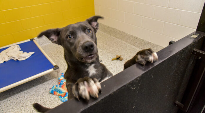 New Fulton County animal shelter faces unprecedented overcrowding A gray dog stands on its hind legs with its front paws on a black half-door. The dog is staring at the camera with its ears raised. There is a blue dog bed and yellow wall in the background.