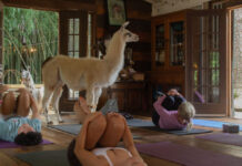 Atlanta alpaca sanctuary hosts unique yoga program A large white alpaca stands in the middle of a room with wooden walls. The doors are open, showing the building surrounded by bamboo. People are performing yoga around the alpaca, lying on mats on the ground, practicing child's pose.