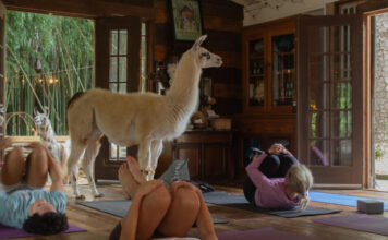 Atlanta alpaca sanctuary hosts unique yoga program A large white alpaca stands in the middle of a room with wooden walls. The doors are open, showing the building surrounded by bamboo. People are performing yoga around the alpaca, lying on mats on the ground, practicing child's pose.