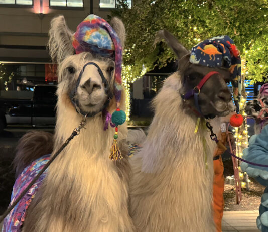 Laughs, Llamas, and Pajamas raises money for an Atlanta charity Two llamas wearing pajama hats and blankets stand facing the camera. The left llama is all white, and the right llama is white with dark fur on its face.