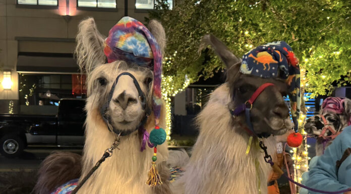 Laughs, Llamas, and Pajamas raises money for an Atlanta charity Two llamas wearing pajama hats and blankets stand facing the camera. The left llama is all white, and the right llama is white with dark fur on its face.