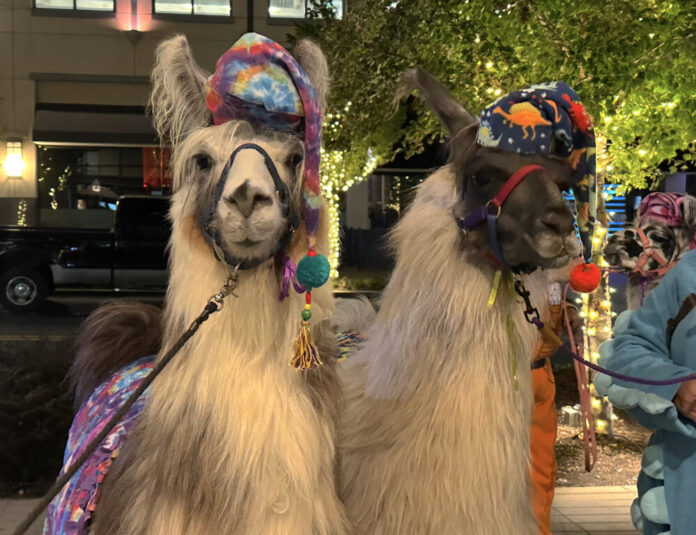 Two llamas wearing pajama hats and blankets stand facing the camera. The left llama is all white, and the right llama is white with dark fur on its face.