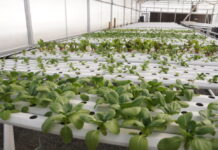 Georgia Senate committee passes bill removing health risk labels from pesticide products Kennesaw State University Field Station greenhouse (Juliane Balog/Fresh Take Georgia).