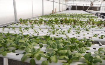 Georgia Senate committee passes bill removing health risk labels from pesticide products Kennesaw State University Field Station greenhouse (Juliane Balog/Fresh Take Georgia).