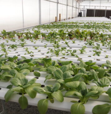 Georgia Senate committee passes bill removing health risk labels from pesticide products Kennesaw State University Field Station greenhouse (Juliane Balog/Fresh Take Georgia).