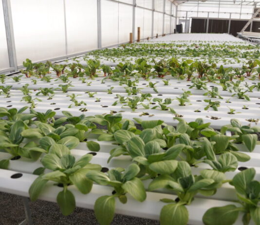 Georgia Senate committee passes bill removing health risk labels from pesticide products Kennesaw State University Field Station greenhouse (Juliane Balog/Fresh Take Georgia).