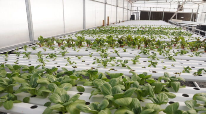 Georgia Senate committee passes bill removing health risk labels from pesticide products Kennesaw State University Field Station greenhouse (Juliane Balog/Fresh Take Georgia).