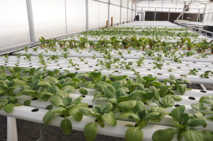 Kennesaw State University Field Station greenhouse (Juliane Balog/Fresh Take Georgia).