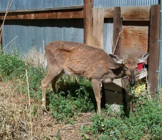 First case of Chronic Wasting Disease discovered in Lanier County An emaciated deer showing symptoms of chronic wasting disease (Creative Commons/United States Geological Survey)