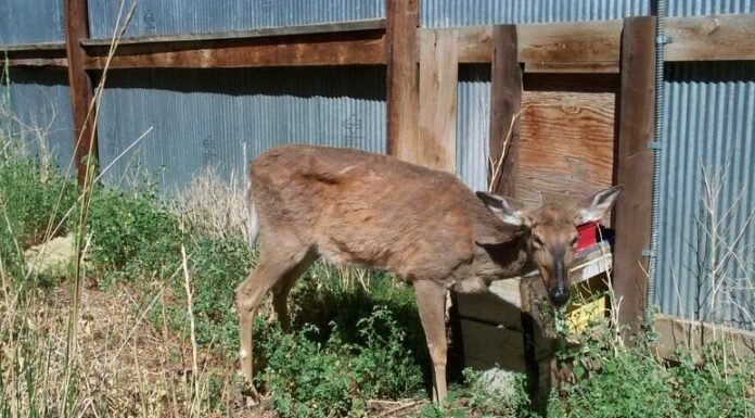First case of Chronic Wasting Disease discovered in Lanier County An emaciated deer showing symptoms of chronic wasting disease (Creative Commons/United States Geological Survey)