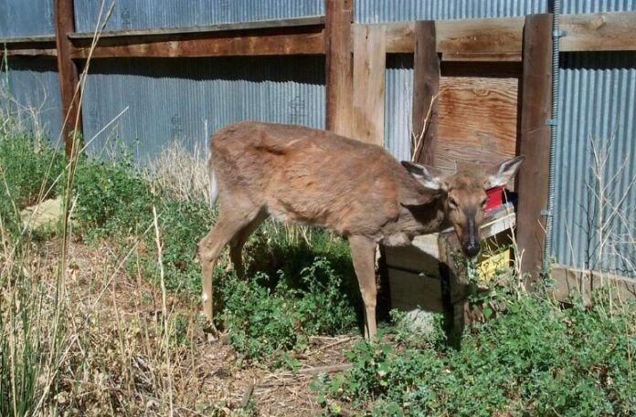 An emaciated deer showing symptoms of chronic wasting disease (Creative Commons/ United States Geological Survey)