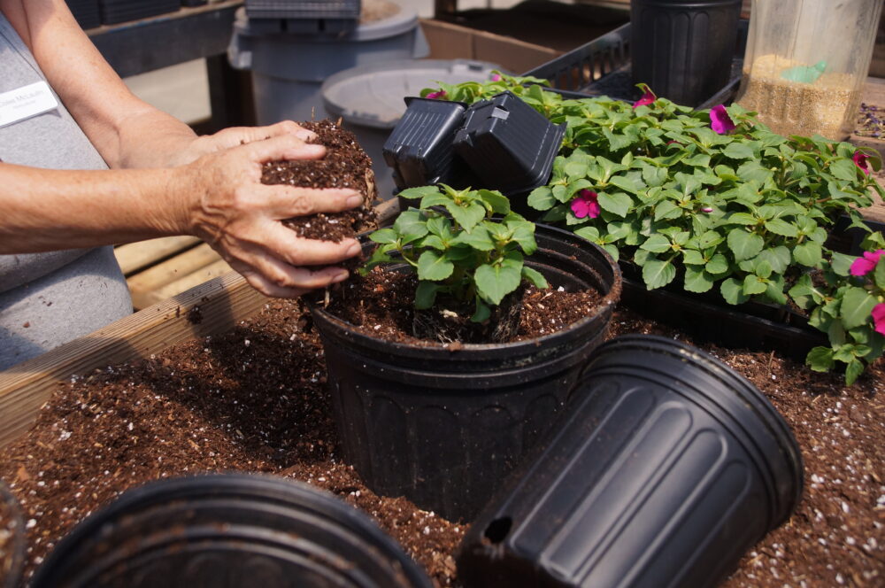 Coles puts soil in a flower pot for a butterfly exhibition. (Juliane Balog/Fresh Take Georgia)