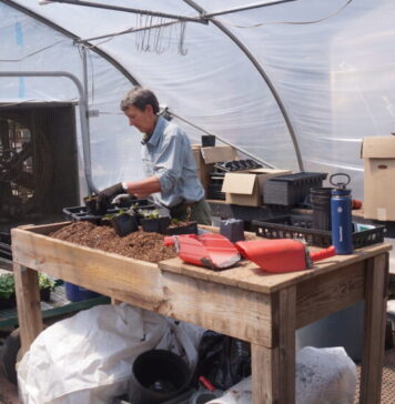 Chattahoochee Nature Center horticulture specialists: Voices for the plants Jacqueline McRae pots a Georgia native plant. (Juliane Balog/Fresh Take Georgia)