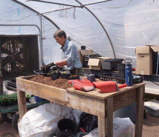 Chattahoochee Nature Center horticulture specialists: Voices for the plants Jacqueline McRae pots a Georgia native plant. (Juliane Balog/Fresh Take Georgia)