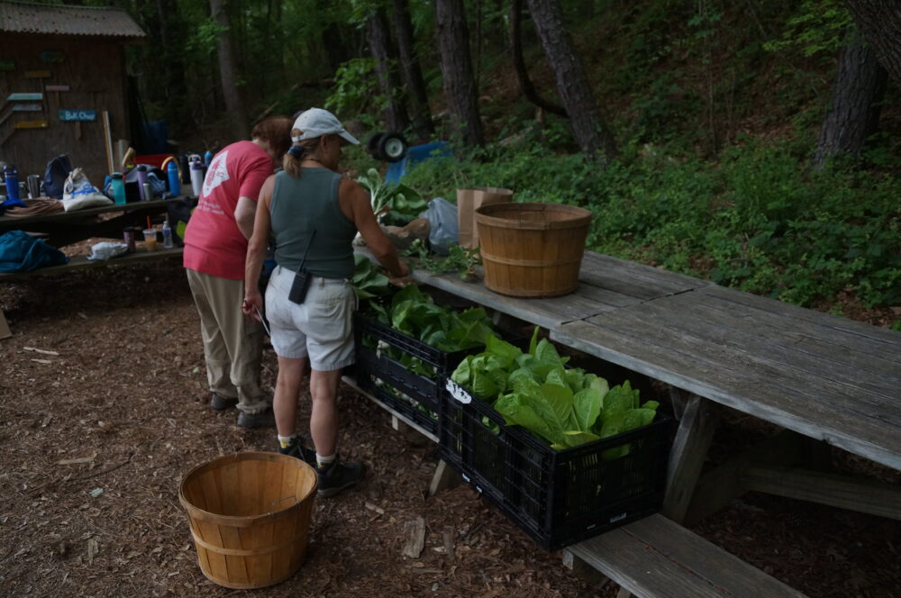 Coles speaks to a volunteer about donated lettuce and bok choy. (Juliane Balog/Fresh Take Georgia)