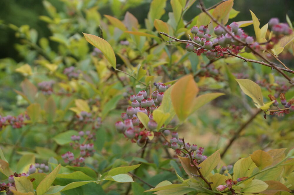 Blueberries growing in the CNC Unity Garden. (Juliane Balog/Fresh Take Georgia)