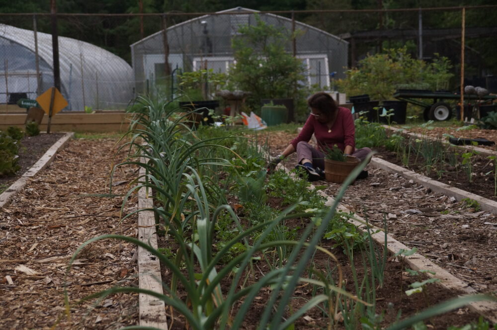 A volunteer harvests onions and pulls weeds. (Juliane Balog/Fresh Take Georgia)