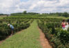 Georgia summer agriculture brings guests to Southern Belle Farms Guests of Southern Belle Farms pick blackberries off the bush in McDonough, Georgia on Saturday, June 14, 2025. (Juliane Balog/Fresh Take Georgia)