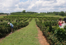Georgia summer agriculture brings guests to Southern Belle Farms Guests of Southern Belle Farms pick blackberries off the bush in McDonough, Georgia on Saturday, June 14, 2025. (Juliane Balog/Fresh Take Georgia)