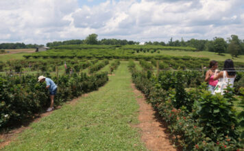 Georgia summer agriculture brings guests to Southern Belle Farms Guests of Southern Belle Farms pick blackberries off the bush in McDonough, Georgia on Saturday, June 14, 2025. (Juliane Balog/Fresh Take Georgia)