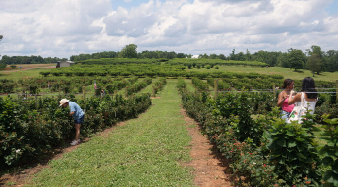 Georgia summer agriculture brings guests to Southern Belle Farms Guests of Southern Belle Farms pick blackberries off the bush in McDonough, Georgia on Saturday, June 14, 2025. (Juliane Balog/Fresh Take Georgia)