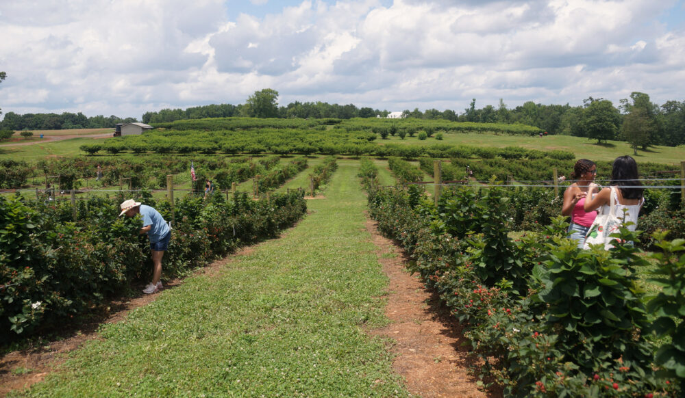 Georgia summer agriculture brings guests to Southern Belle Farms