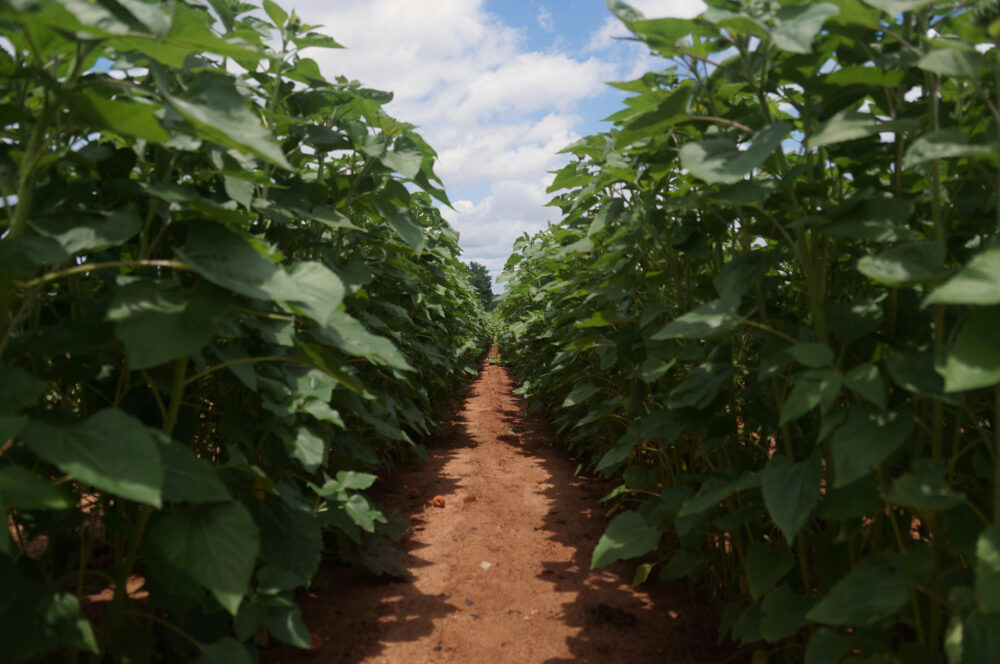 Rows of young sunflowers are nearing bloom season in McDonough, Georgia on Saturday, June 14, 2025. (Juliane Balog/Fresh Take Georgia)