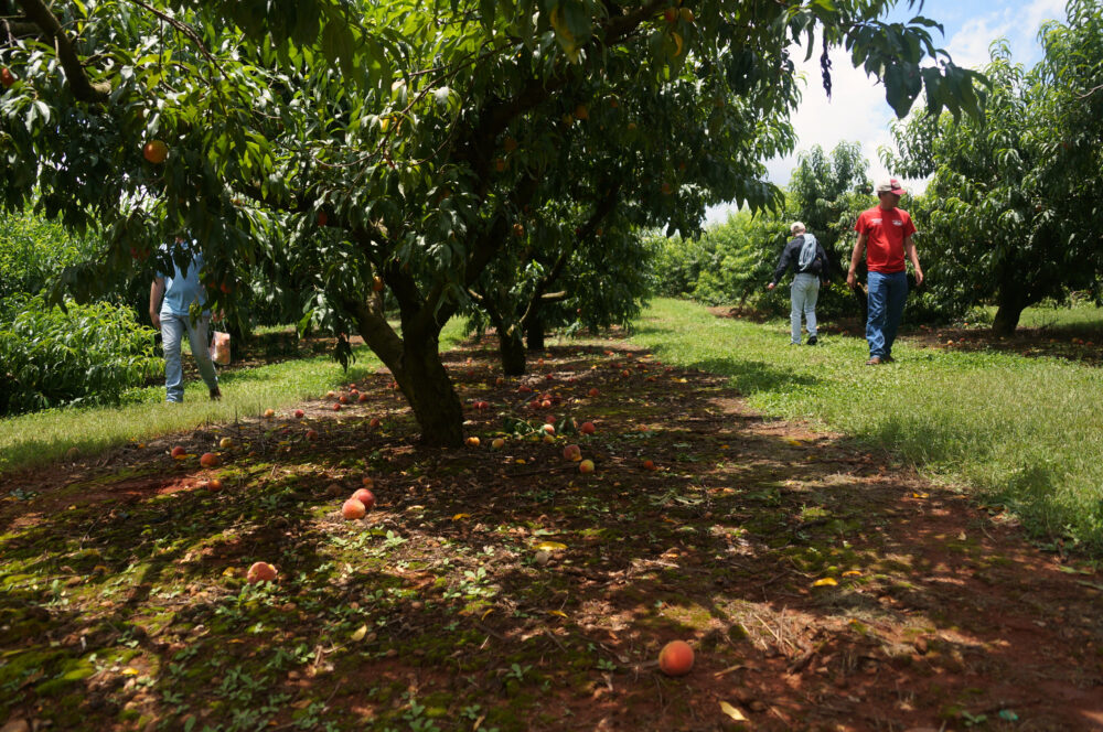 Rows of peaches are picked by guests as an employee walks down the left side helping a guest. (Juliane Balog/Fresh Take Georgia)