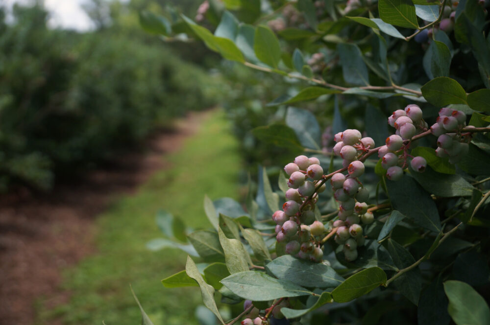 A bunch of unripe blueberries drape between the rows in McDonough, Georgia on Saturday, June 14, 2025. (JEM Capstone/Juliane Balog)