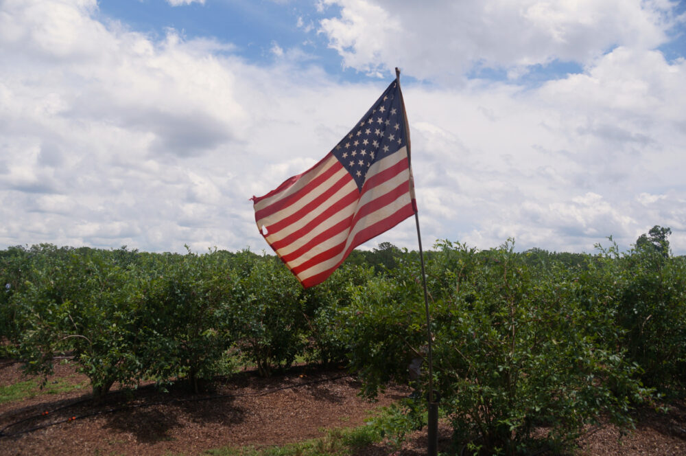 The American flag flies over rows of blueberry bushes in McDonough, Georgia on Saturday, June 14, 2025. (Juliane Balog/Fresh Take Georgia)