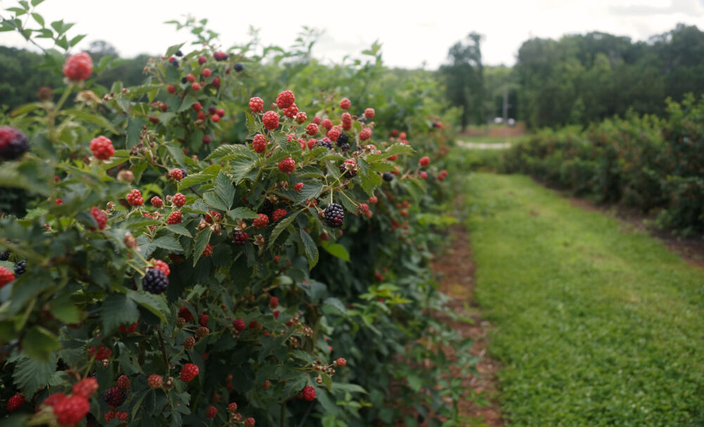 Unripe blackberries grow along a line in McDonough, Georgia on Saturday, June 14, 2025. (Juliane Balog/Fresh Take Georgia)