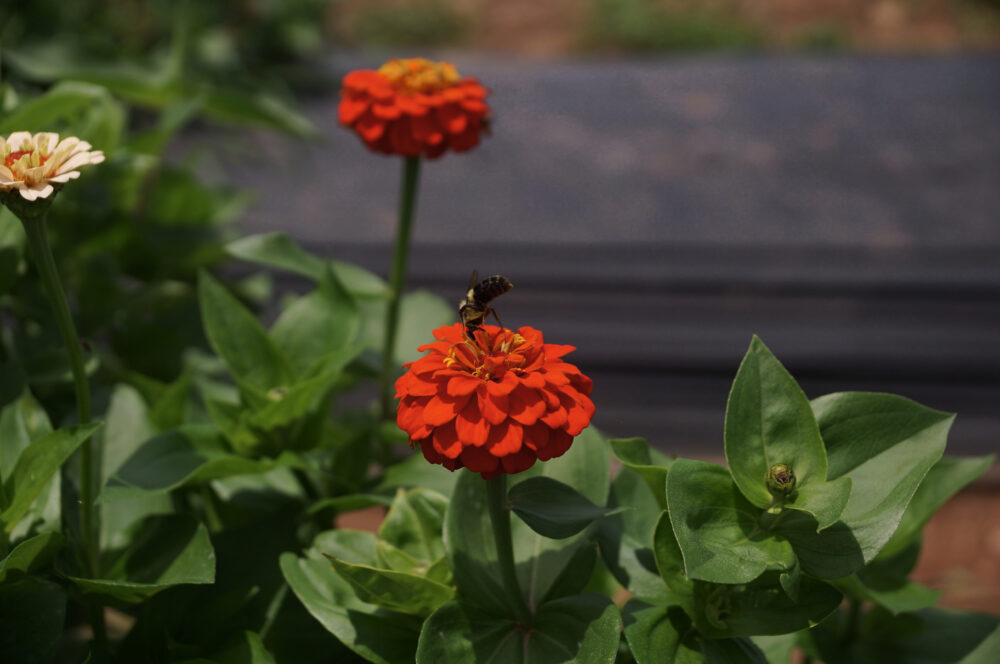 A Carpenter Bee pollinates Zinna flowers in McDonough, Georgia on Saturday, June 14, 2025. (Juliane Balog/Fresh Take Georgia)